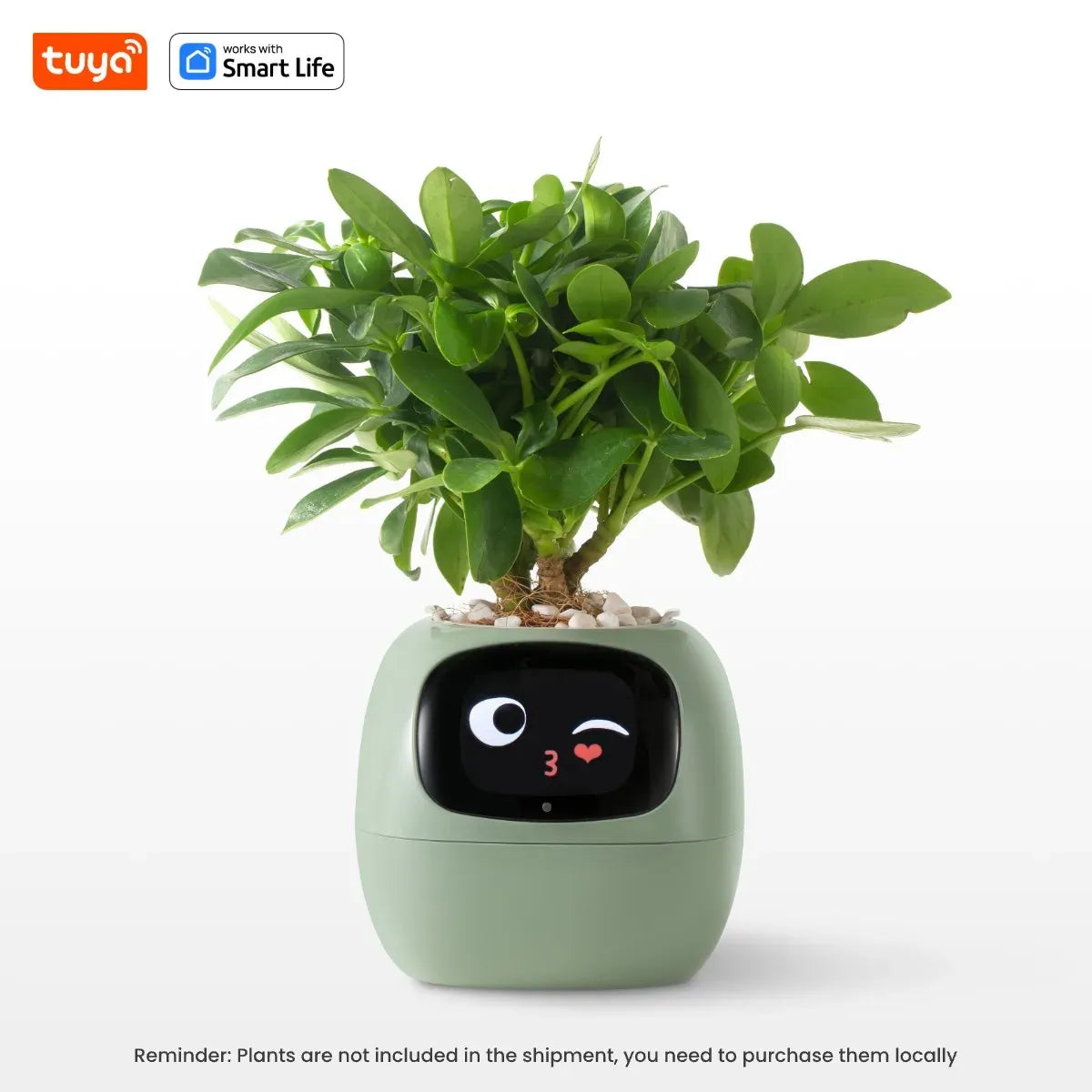 Never Guess Your Plant’s Needs Again  Floragotchi